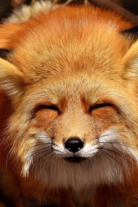 cute fox real|funny cute fox.